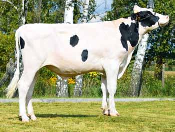 SIRION ST PL0032040872 ur. 2.2.20 Hodowca: GR S. Żochowski Gibsons x SUPERSTITION x PARAMOUNT 2 GH SENATOR PL004600403 ur. 26.06.