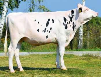 BAYLABOY FR3666242 ur..08.20 Hodowca: import z Francji kingboy x garrett x SHOTTLE ET 47 DANKO STAR PL0038776034 ur. 2.07.