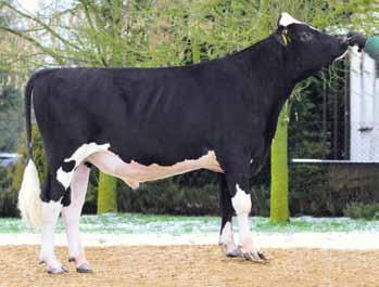 SULLIVAN NL286 ur. 4.0.204 Hodowca: import z Holandii Tango x bookem x BAXTER 2 GH SAMAR PL0037030 ur. 20.08.