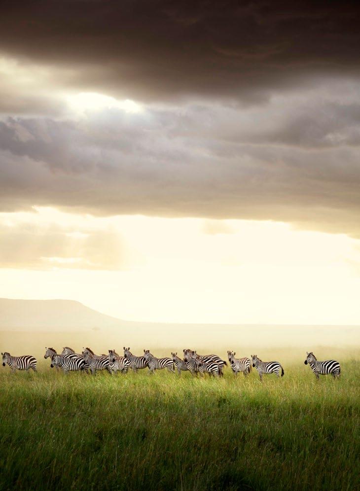 Po długim okresie suszy na równinie Serengeti