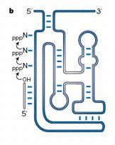 Świat RNA: metabolizm + replikacja RNA może