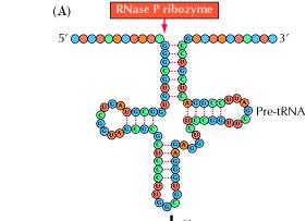 prekursory trna) składa sie z białka