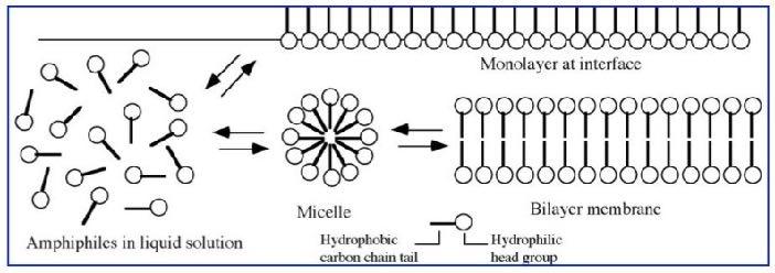 Powstanie błon pierwsze prakomórki Samoorganizacja lipidów amfipatycznych w struktury mogące otaczać prakomórki Takie lipidy mogły powstawać w