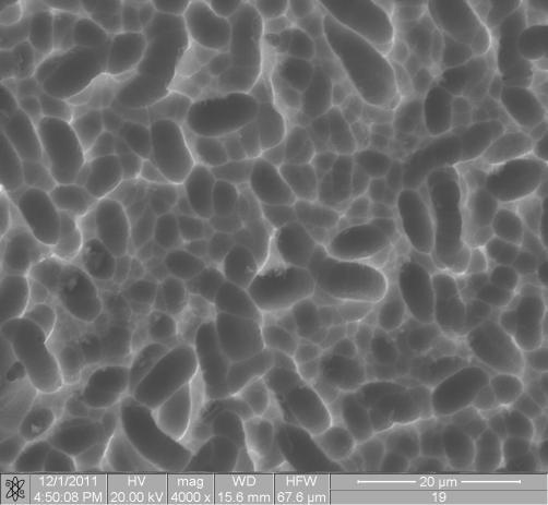 2 H 2 O  20 µm