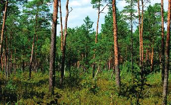 Wsiedlenia g³uszców s¹ planowane m.in. w okolicach rezerwatu Kuriañskie Bagno (fot. G.