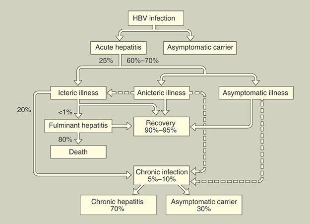 Zakażenie HBV Ostre zapalenie Bezobjawowy nosiciel Przebieg żółtaczkowy Przebieg bezżółtaczkowy Choroba bezobjawowa Piorunujące zapalenie