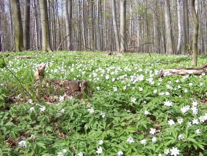 Subpannońskie