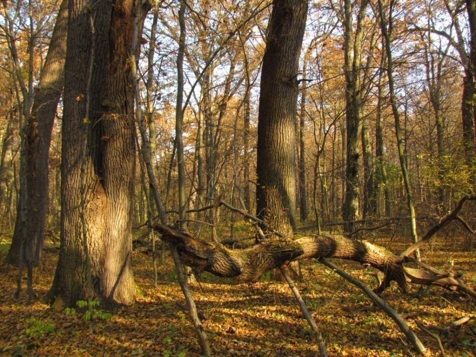 grądy i dąbrowy.