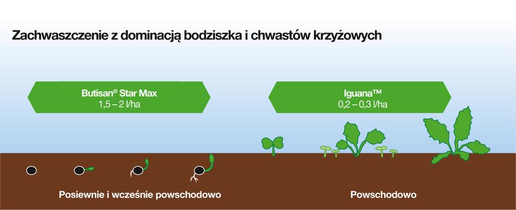 .pl Przy zachwaszczeniu z dominacją bodziszka i chwastów krzyżowych produkty Butisan Star Max oraz Iguana można stosować osobno: Butisan Star Max 500 SE posiewnie lub wcześnie powschodowo; Iguana po