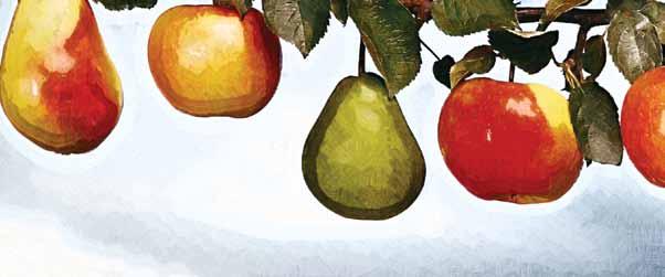 fungicyd Objawy porażenia parchem jabłoni