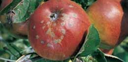 (Batrytis cinerea) oraz (C) parchem jabłoni (Venturia