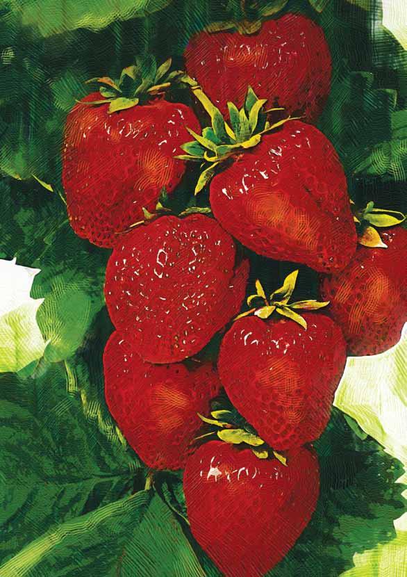 Rośliny jagodowe Produkt: Uprawa: Insektycydy: Calypso 480 SC porzeczka czarna borówka wysoka Decis MEGA 50 EW porzeczka czarna truskawka