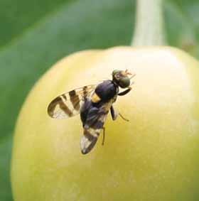 (Dysaphis plantaginea), (E) kwieciak jabłkowiec (Authonomus pomorum),