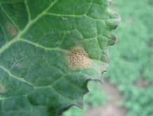 Choroby i szkodniki Gnatarz rzepakowiec (Athalia rosae) W ciągu 23 dni może spowodować duże szkody w trzy czterolistnych roślinach, może zniszczyć nawet