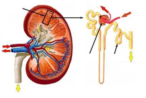 Nefron tętnica nerkowa żyła nerkowa tętniczka odprowadzająca kłębuszek nerkowy kanalik kręty