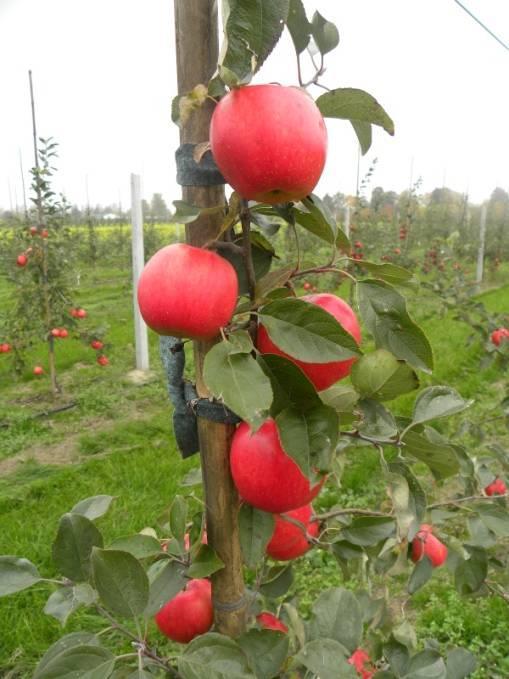 Kombinacje Kontrola Florovit NPK Liczba owoców, plon oraz wielkość owoców jabłoni Ariwa Liczba owoców [szt.