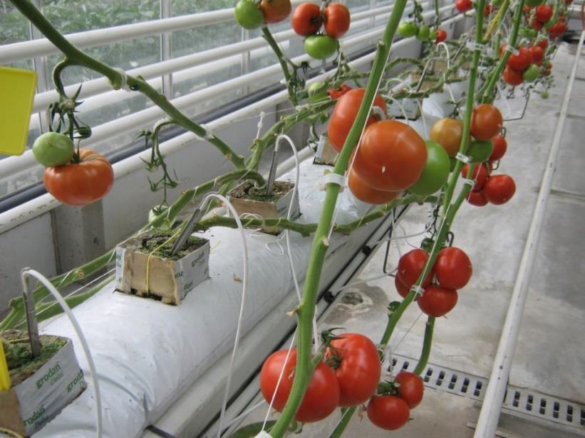 Opis doświadczenia Odmiana pomidora Altadena F 1 Uprawa w cyklu przedłużonym (15 luty 15 listopad) Pożywka o standardowym stężeniu składników pokarmowych