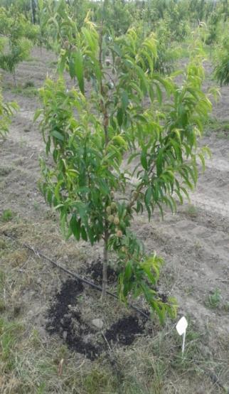DOŚWIADCZENIA - BRZOSKWINIA I JABŁOŃ Wpływ biowęgla na wzrost i plonowanie drzew brzoskwini odmiany Meredith i jabłoni odmiany Ariwa (wiosna 2014) Kontrola (Florovit NPK 200 g/drzewo)