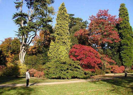 6.1 Strefa wypoczynkowo rekreacyjna oraz strefa kontemplacji 6.1.1 Arboretum Duży obszar parku (ok. 1,7 ha) został przeznaczony na arboretum.