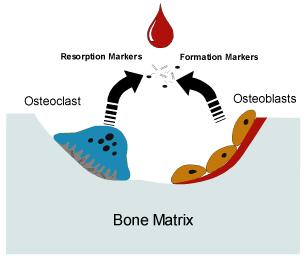 CTX 1 NTX 1 TRAP Sialoproteina kostna Katepsyna K Frakcja kostna