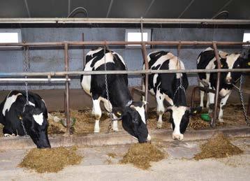 Częstsze żywienie zwiększa produkcję mleczną Żywienie zwierząt staje się coraz bardziej