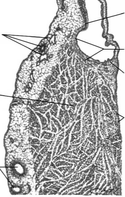 warstwy ściany: wsierdzie wsierdzie (endocardium) śródsierdzie