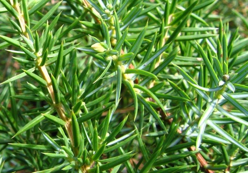 41. Juniperus