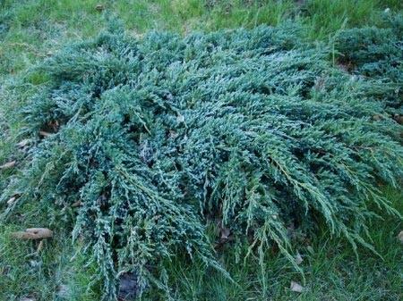 48. Juniperus