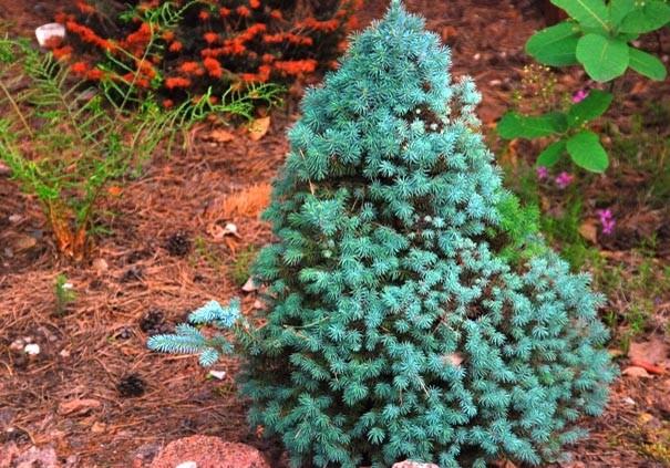 Picea glauca