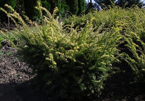 Taxus baccata