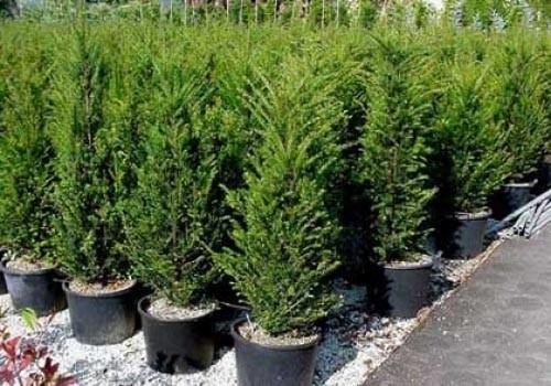 81. Taxus