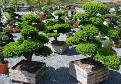 bonsai C-60