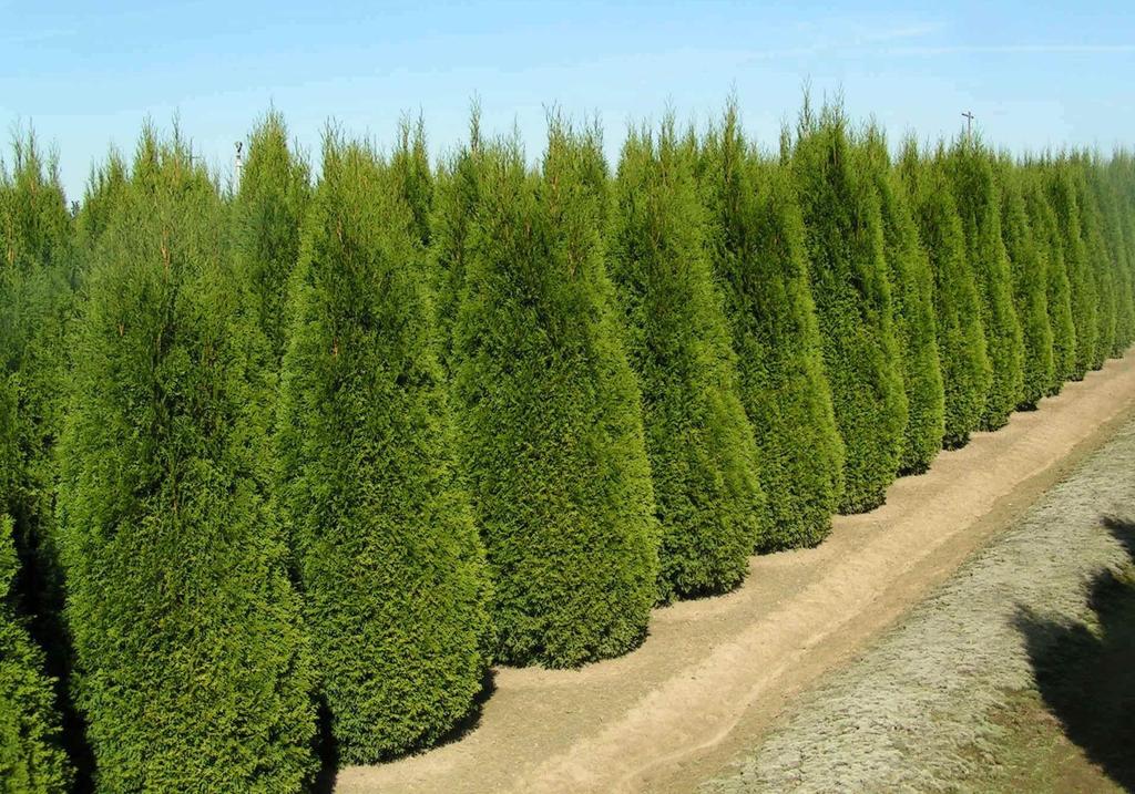 Thuja  Smaragd