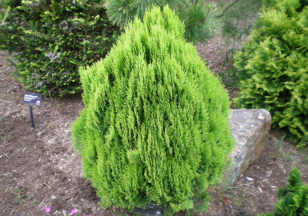 96. Thuja