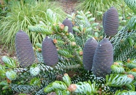 6. Abies koreana