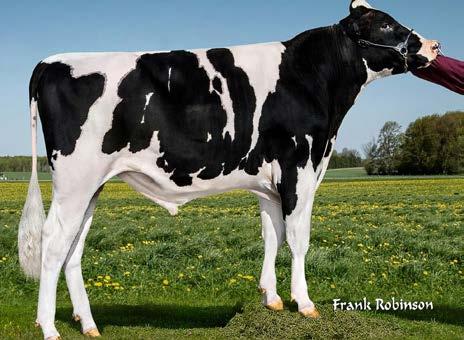 DRACO Mr Coin Draco 15006-ET Cashcoin x Robust x Planet 151HO00698 EXCITE EDG Oak Excite 18085-ET Altaoak x Bookem x Shottle 151HO01605 