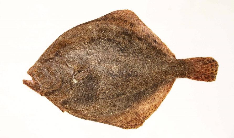 TURBOT Turbot osiąga 90-100 cm, jest to ryba o białym, delikatnym mięsie. Ciało wygrzbiecone, niemal koliste. Ubarwienie jest zależne od podłoża, spodnia strona nie zawiera pigmentu.