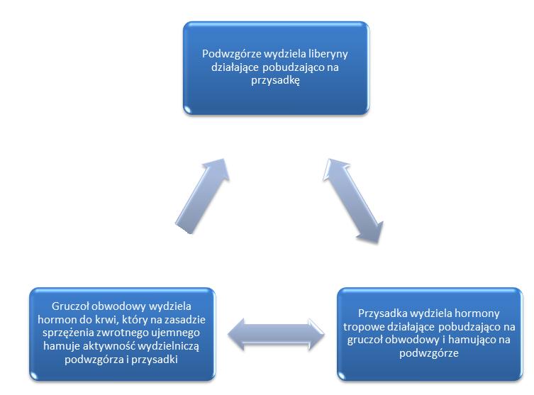 11 Antagonistyczne działanie hormonów na przykładnie kalcytoniny i parathormonu Hormonalna kontrola wydzielania dokrewnego (sprzężenie zwrotne ujemne) Przykład: Niski poziom tyroksyny we krwi