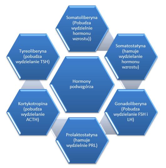 7 Hormony podwzgórza mają budowę peptydową i należą do nich: UWAGA!
