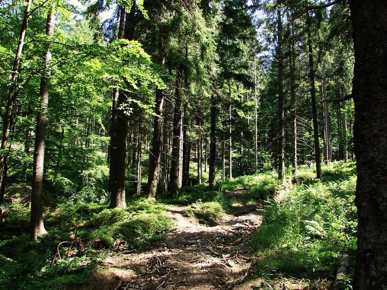 My skręcamy w prawo, poruszając się wzdłuż strumienia Polhoranka, który będzie nam towarzyszył aż do momentu opuszczenia szosy.