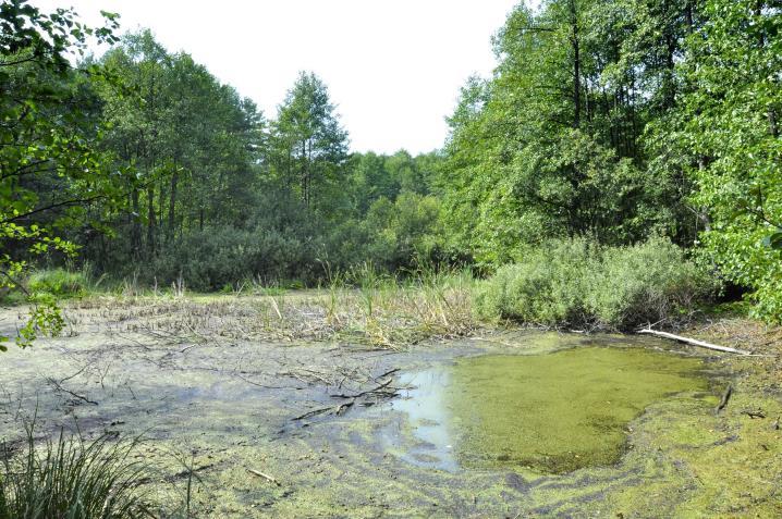 Zagrożenia dla żółwia błotnego Do czynników antropogenicznych mających wpływ na zmniejszanie populacji tego gatunku na Polesiu