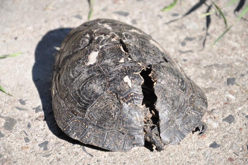 Zagrożenia dla żółwia błotnego Wzrost natężenia ruchu na drogach, staje się coraz ważniejszym zagrożeniem,