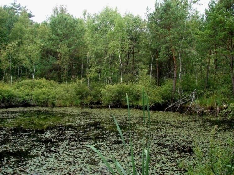 Środowisko życia żółwia błotnego na Polesiu Żółw jest zwierzęciem dwuśrodowiskowym.