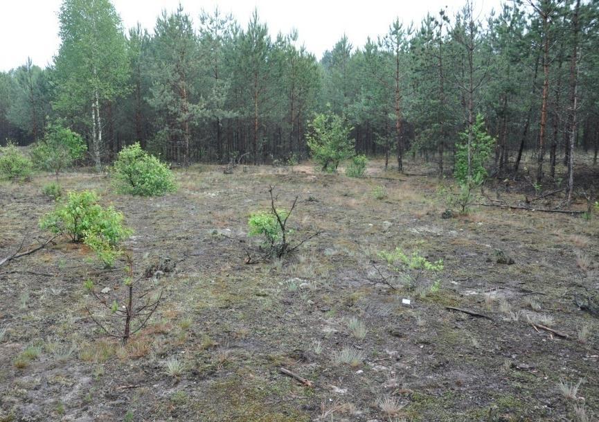 Lęgowiska żółwia