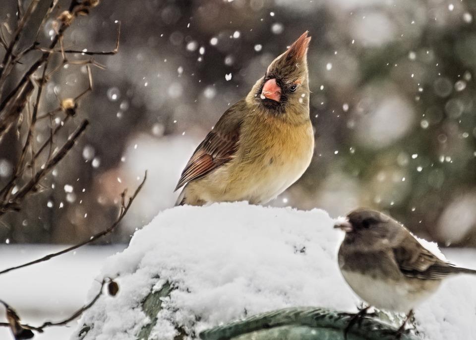 Citizen science nauka obywatelska; współpraca wolontariuszy z