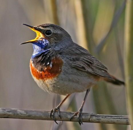 Czym są obszary Natura 2000?