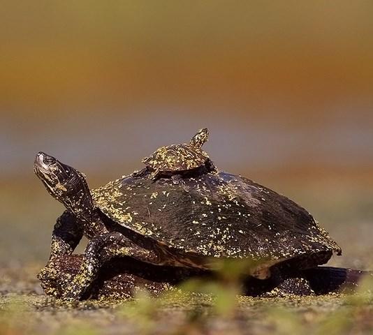 Dla terenów Natura 2000 sporządzane są plany ochrony, po uprzednich konsultacjach ze