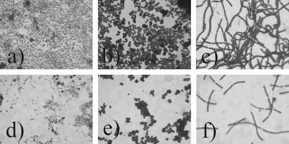 3 przedstawia wzrost bakterii izolowanych z pokryć sprzętu medycznego. Wygląd zidentyfikowanych patogenów obrazują zdjęcia mikroskopowe (Rys.4). a) b) c) Rys.3. Bakterie wyizolowane z powierzchni tapicerek foteli dentystycznych po 48h.