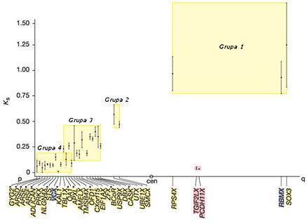 Ewolucja ludzkiego chromosomu Y Rysunek 2. Cztery warstwy ewolucyjne oznaczone prostokątami i przydzielone im geny chromosomu X (oś pozioma), homologiczne do Y.