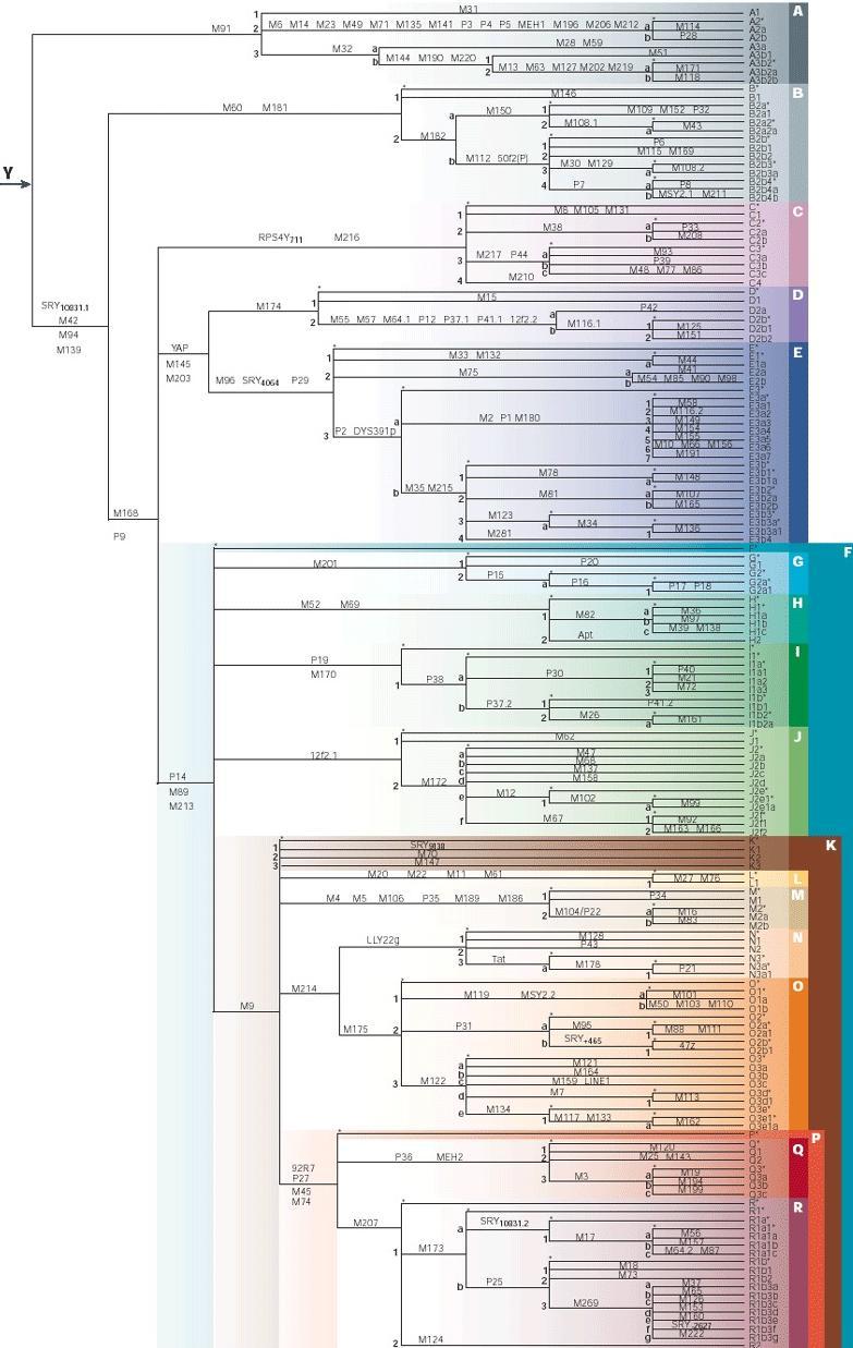 Ewolucja ludzkiego chromosomu Y Rysunek 8.